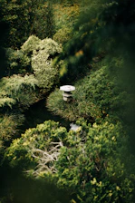 a rock in a forest