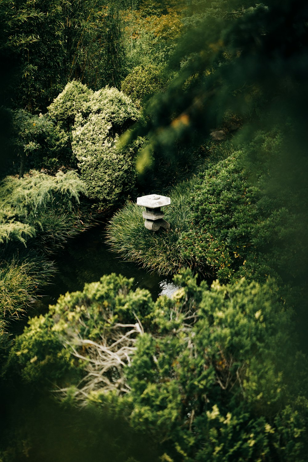 a rock in a forest