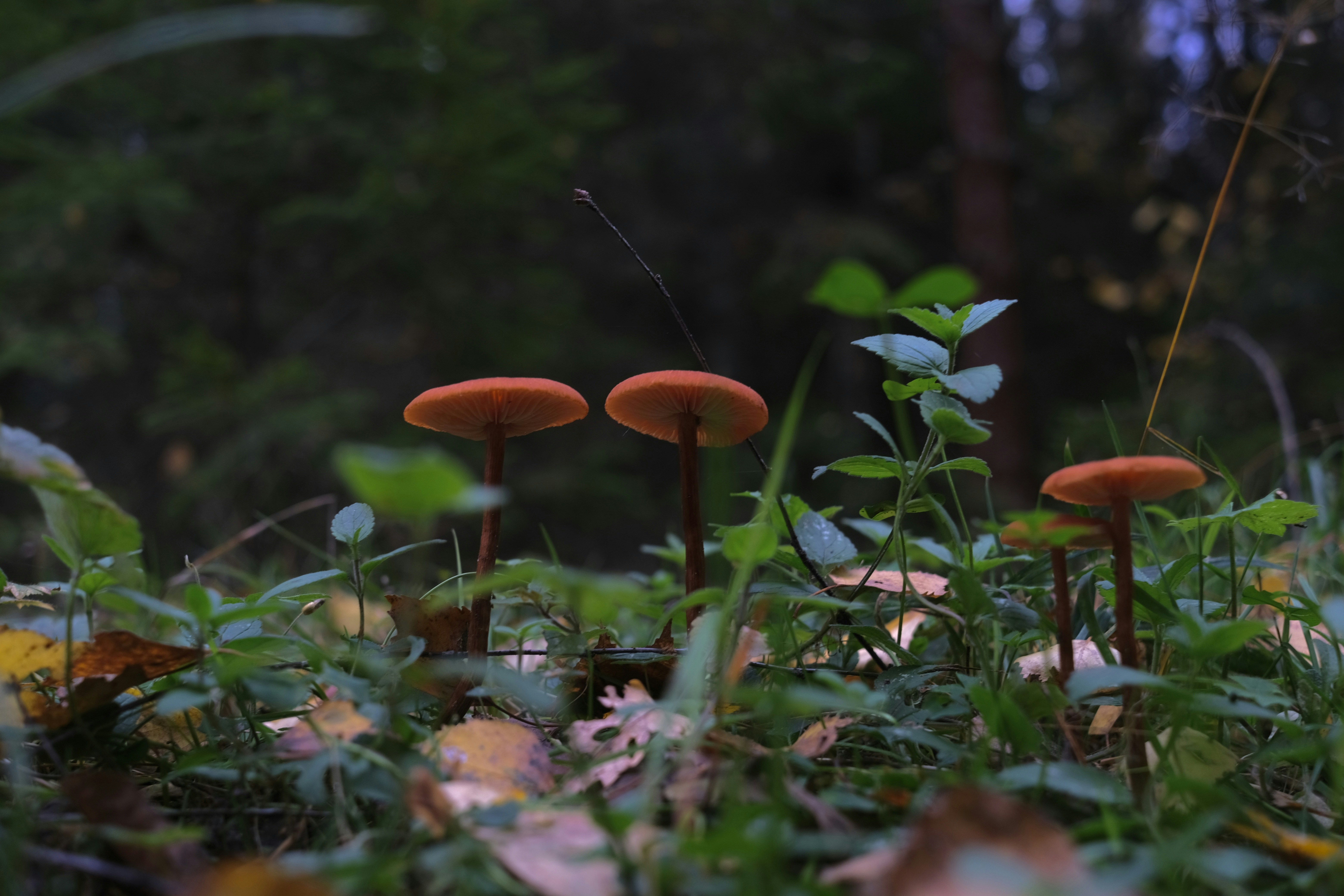 Photo by sesambrotchen