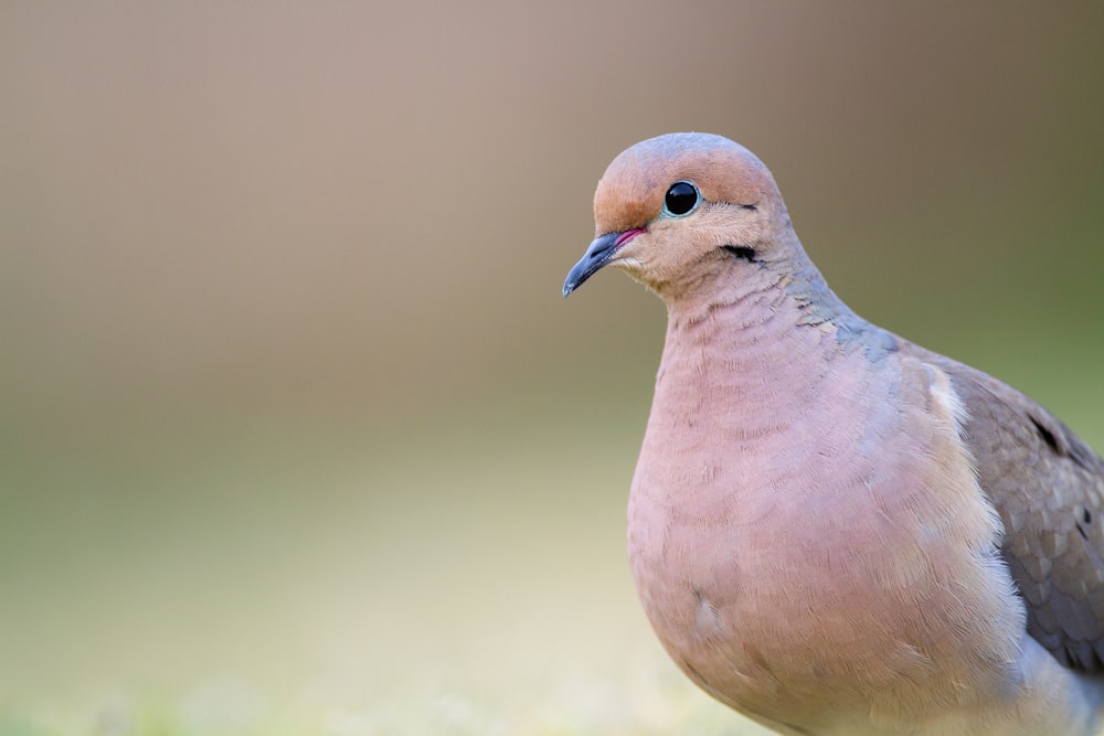 a bird with a blue beak