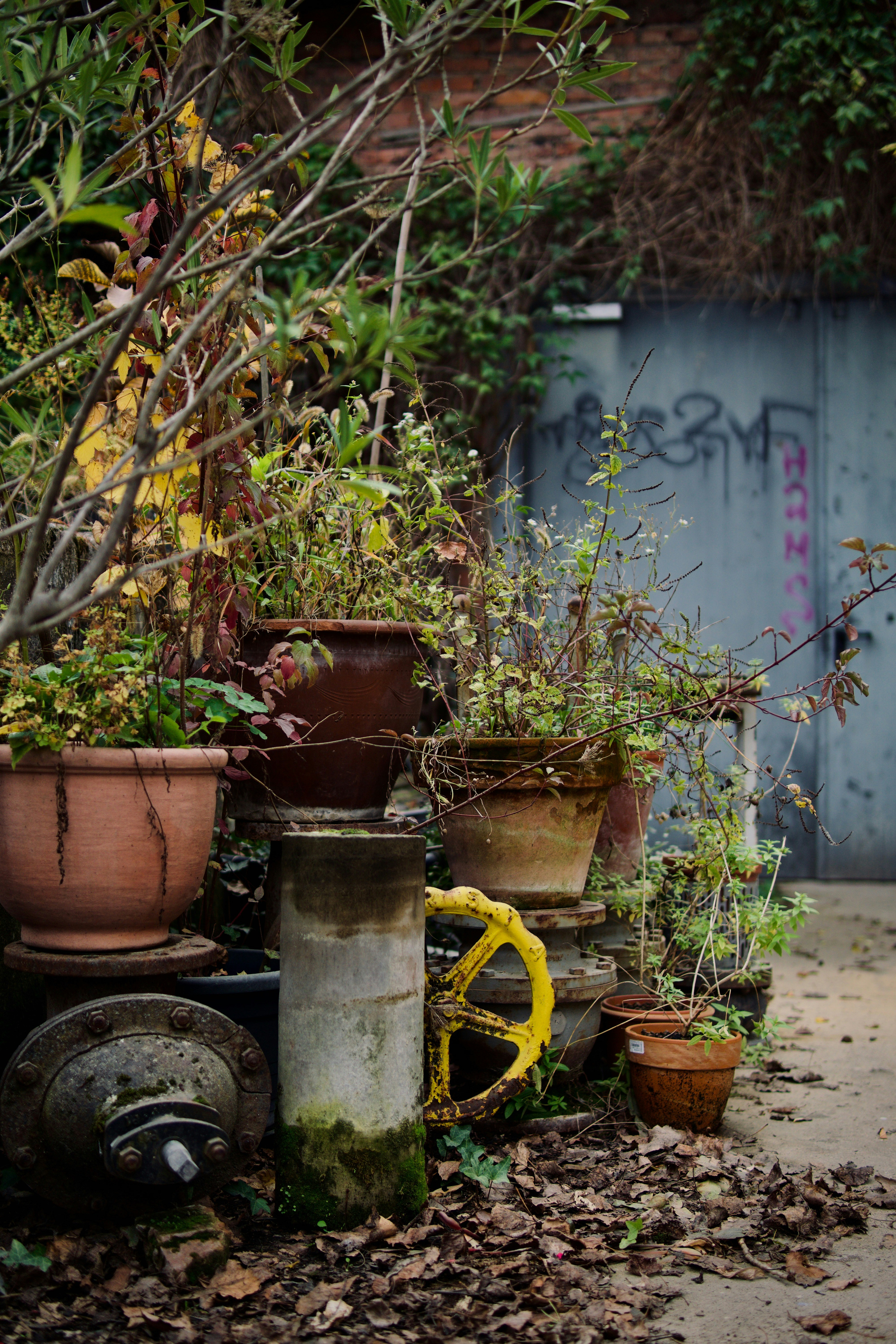 a group of potted plants