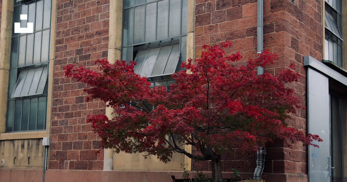 Un arbre aux feuilles rouges photo – Image gratuite de Buisson rouge ...