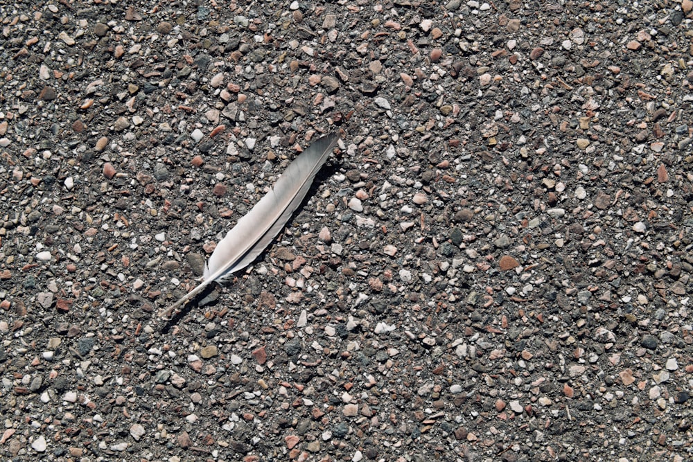 a fish on the ground