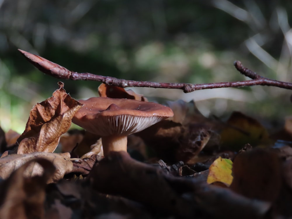 a close up of a mushroom