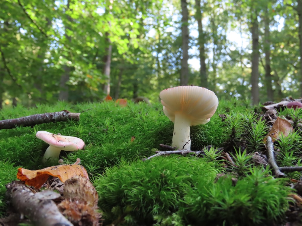 a group of mushrooms growing in a forest