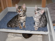 Two kittens with distinct markings are sitting on a blue carpeted platform. One kitten has a warmer tone with brown and black stripes, while the other has a cooler tone with gray and black stripes. They have bright, curious eyes and large ears, appearing attentive and alert.