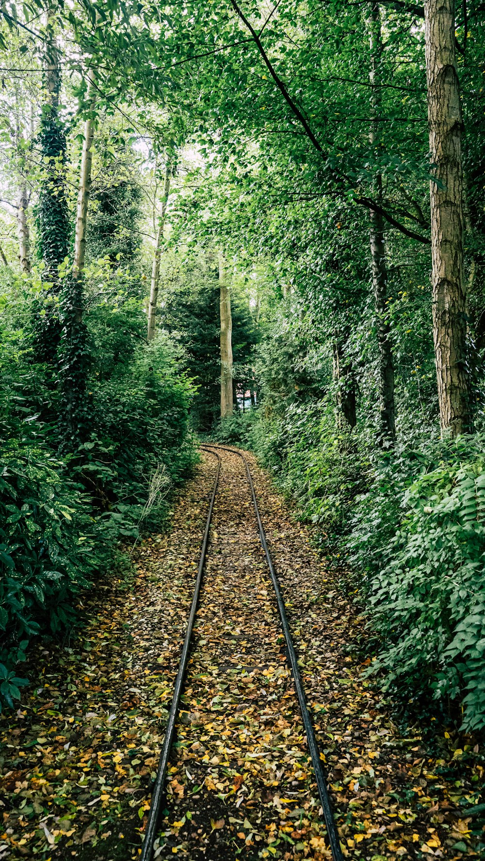 a railroad track in the woods