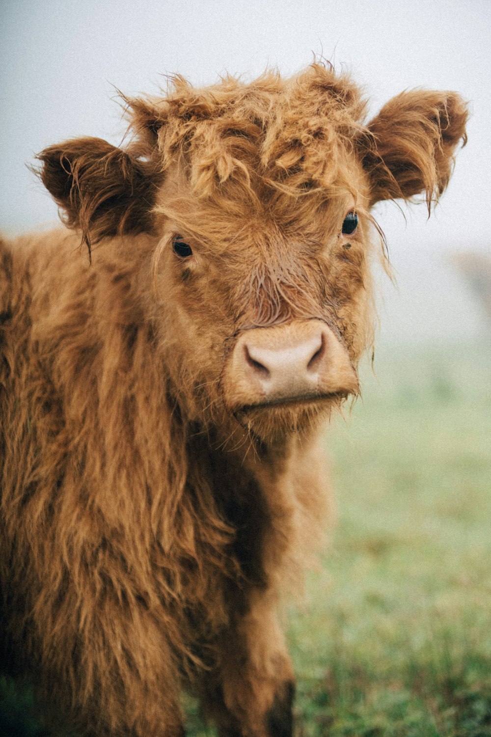 a close up of a cow