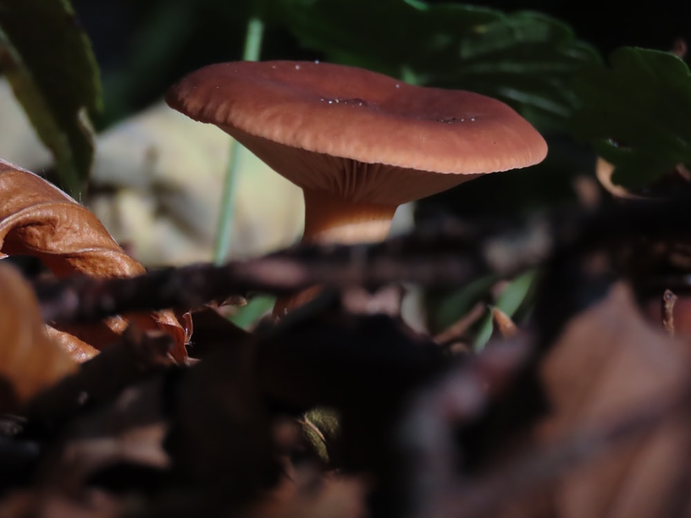 a close up of a mushroom