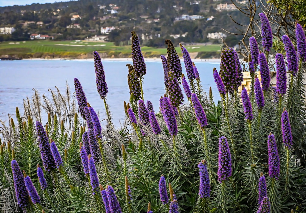 Un campo de flores púrpuras