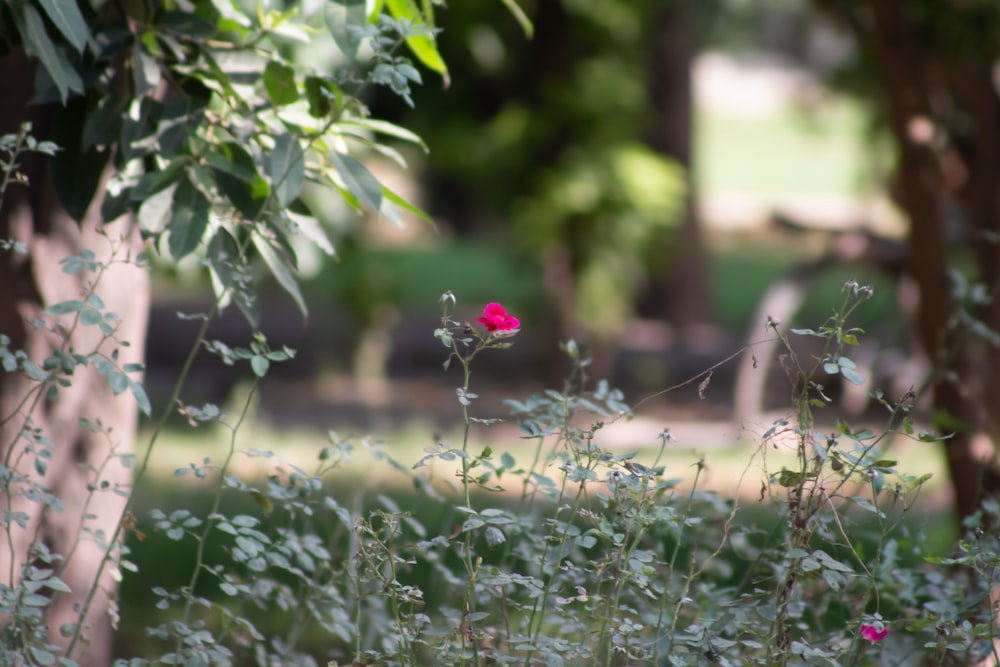 a pink flower in a garden