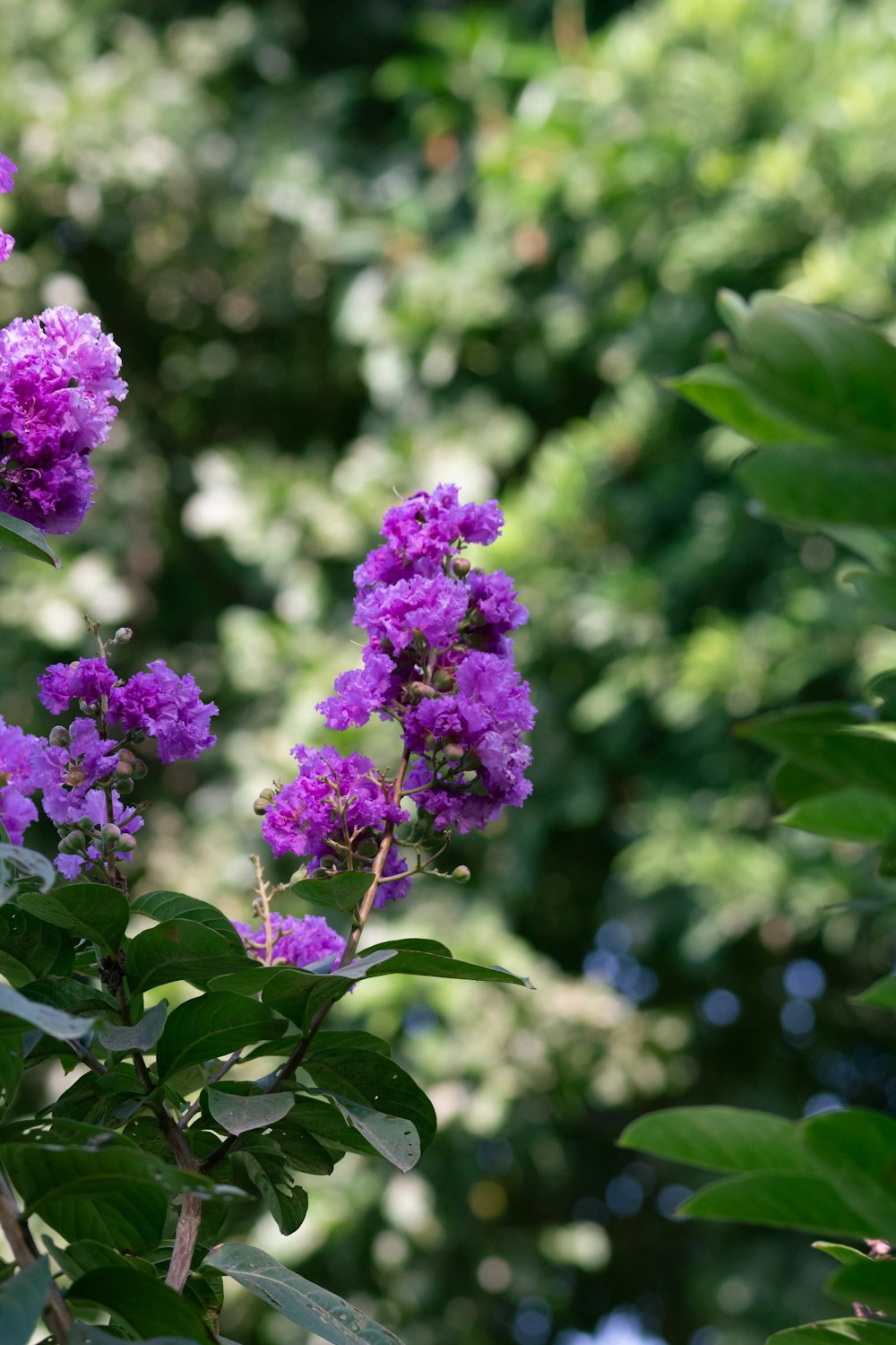 a group of purple flowers