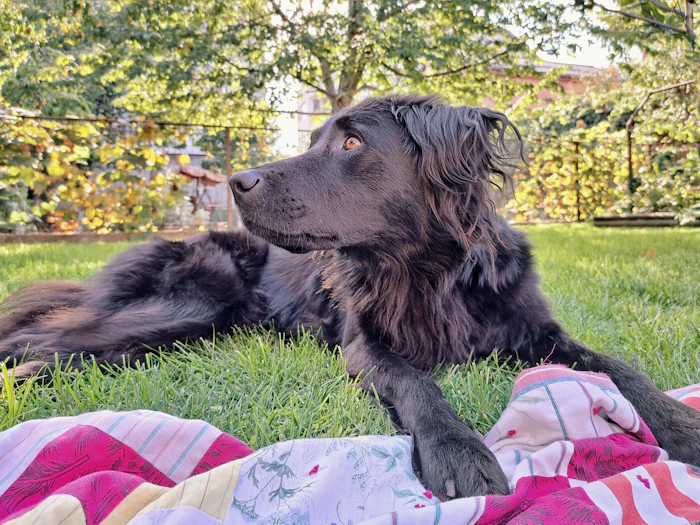 Pet Friendly Stays