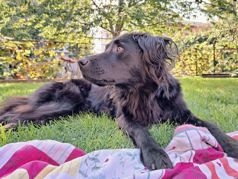 Best Pet-Friendly Hotels and Stays in Bucharest for Travelers With Furry Companions