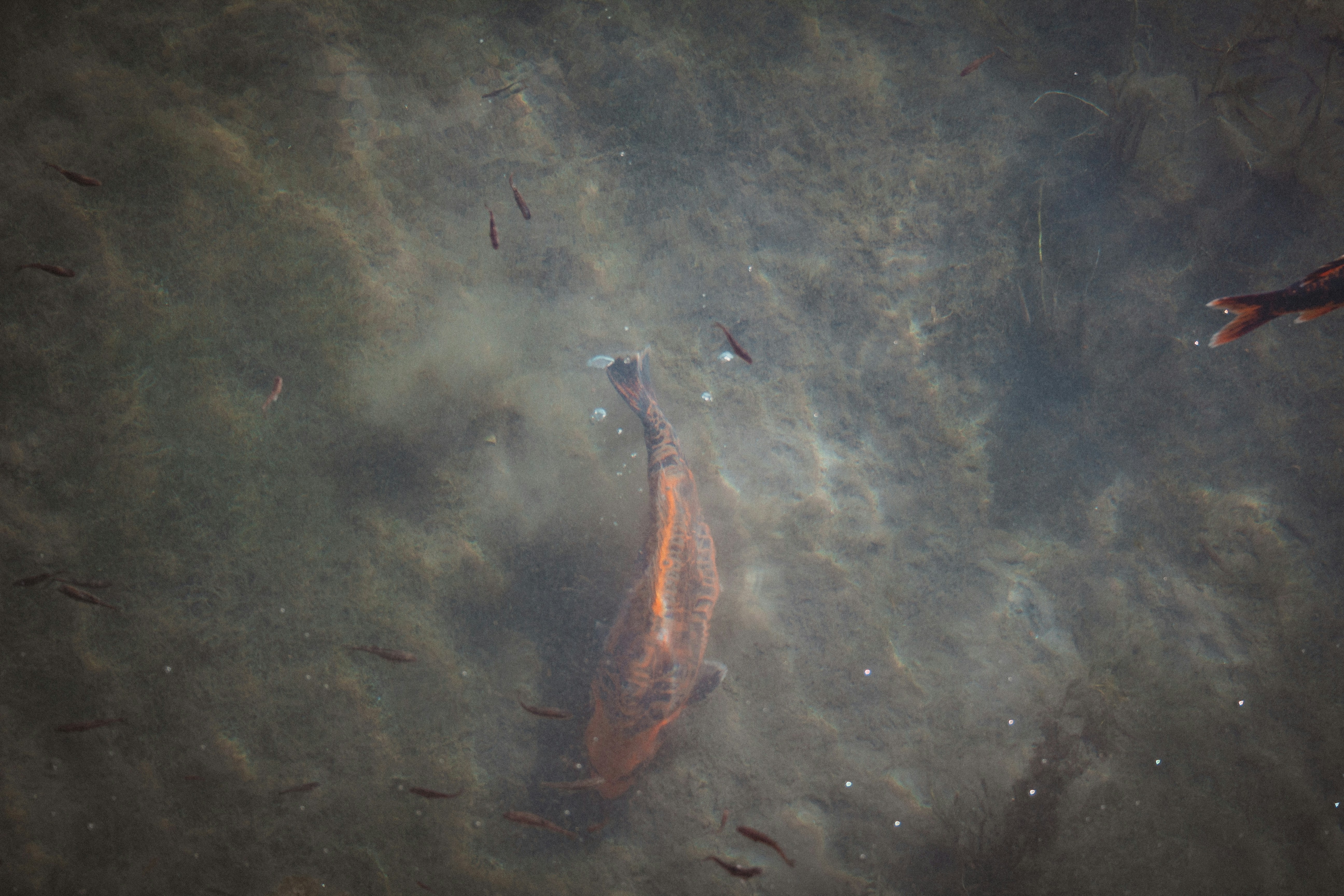 Photo by szabolcsantal