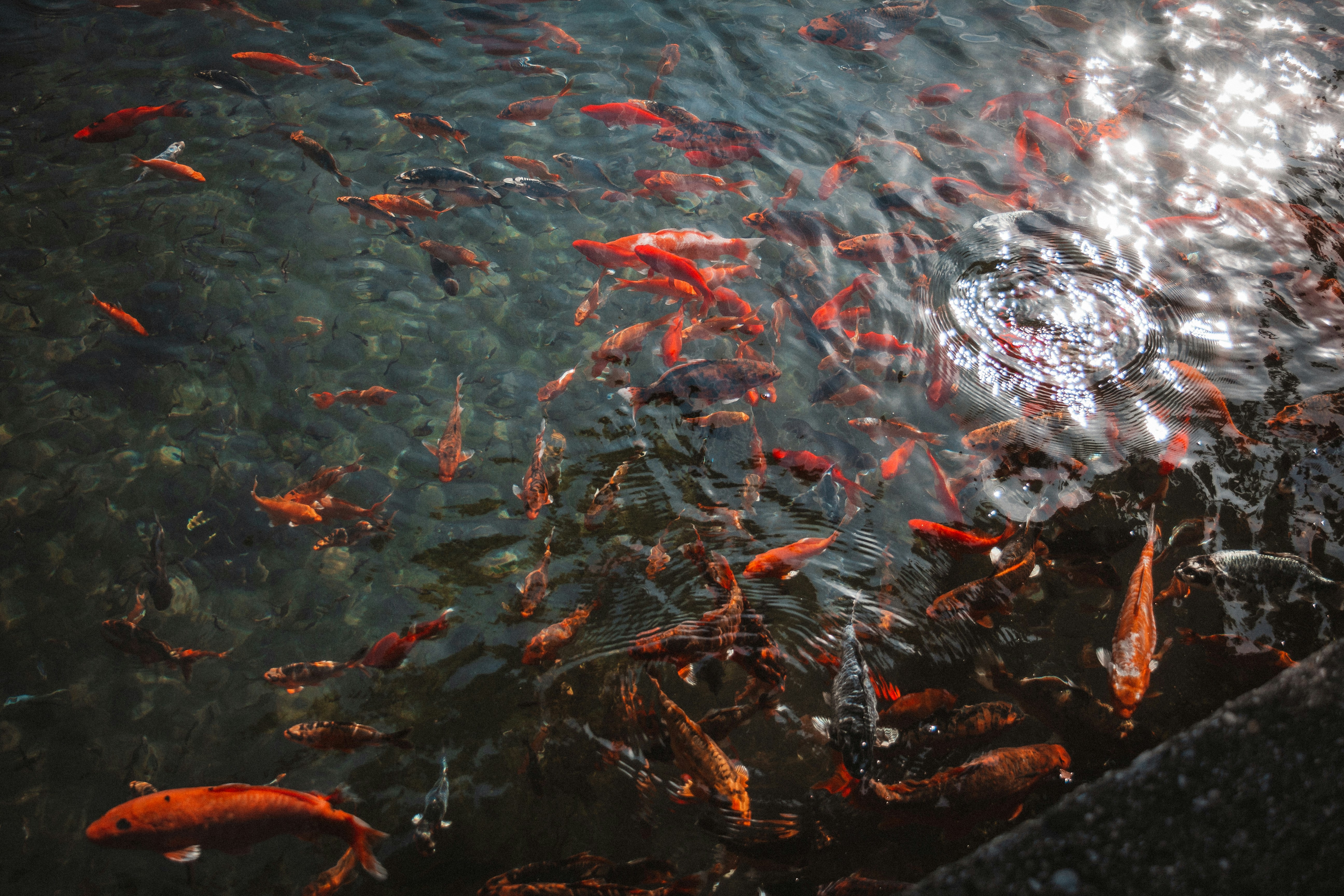 Photo by szabolcsantal