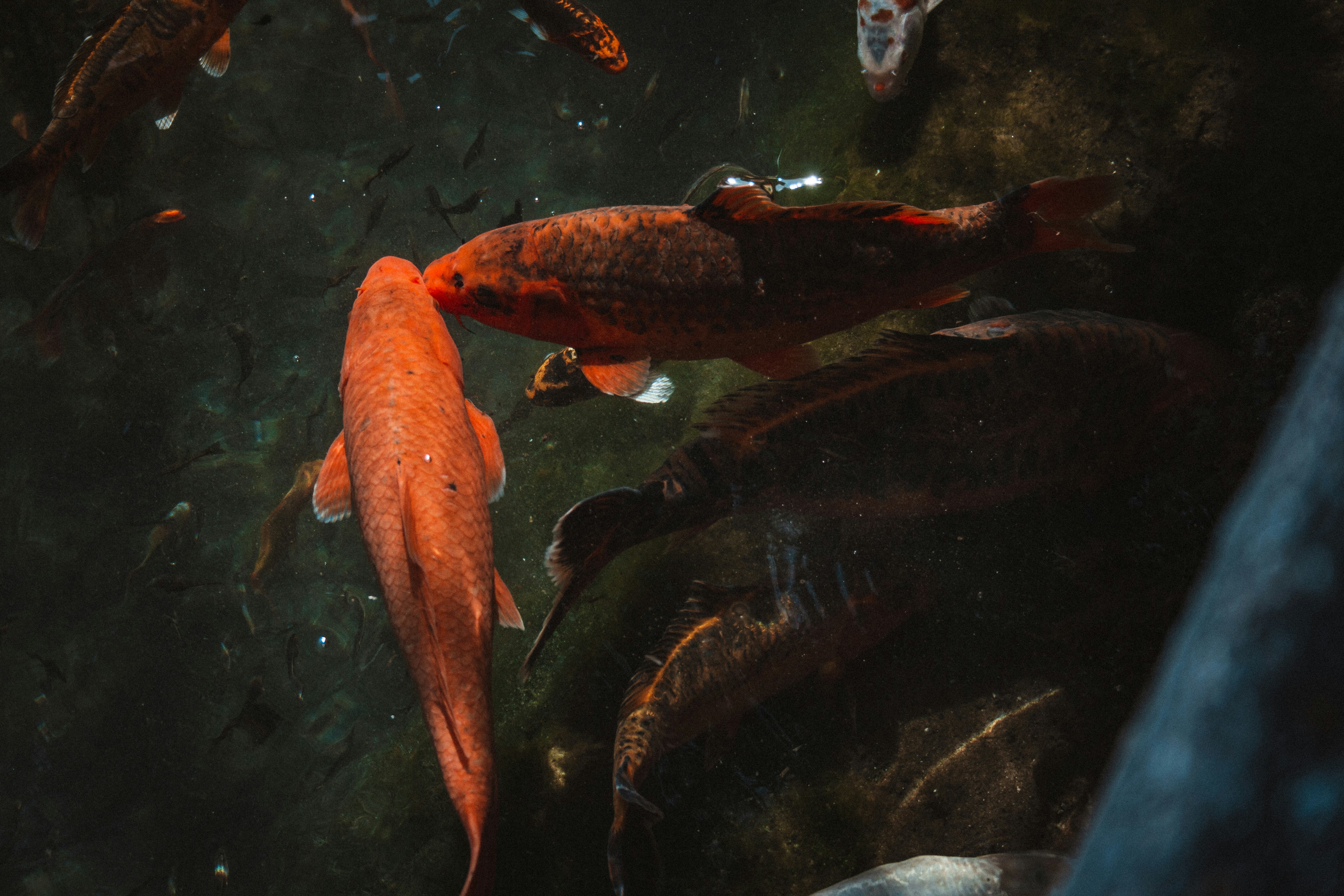 sekelompok ikan berenang di air
