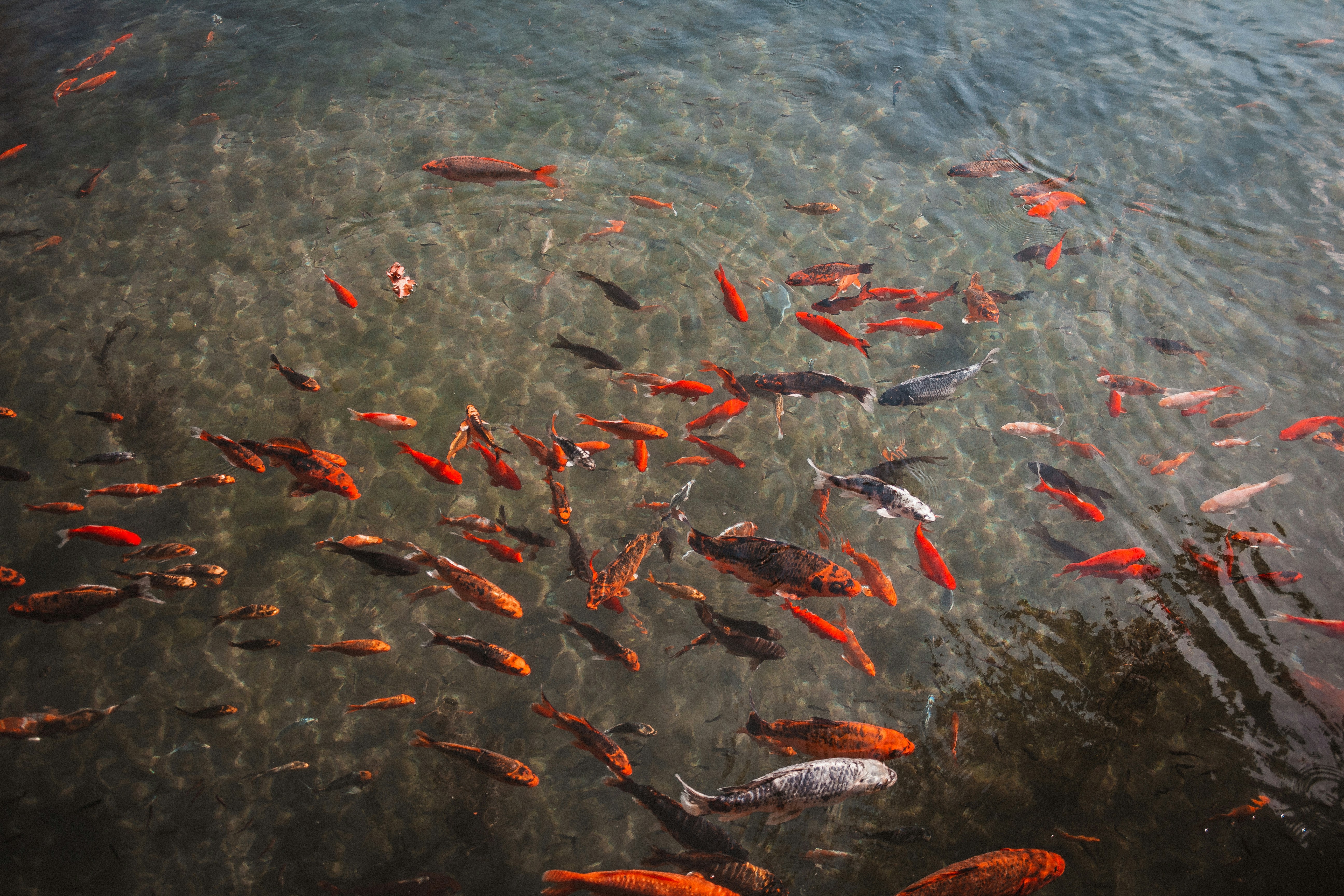 Photo by szabolcsantal