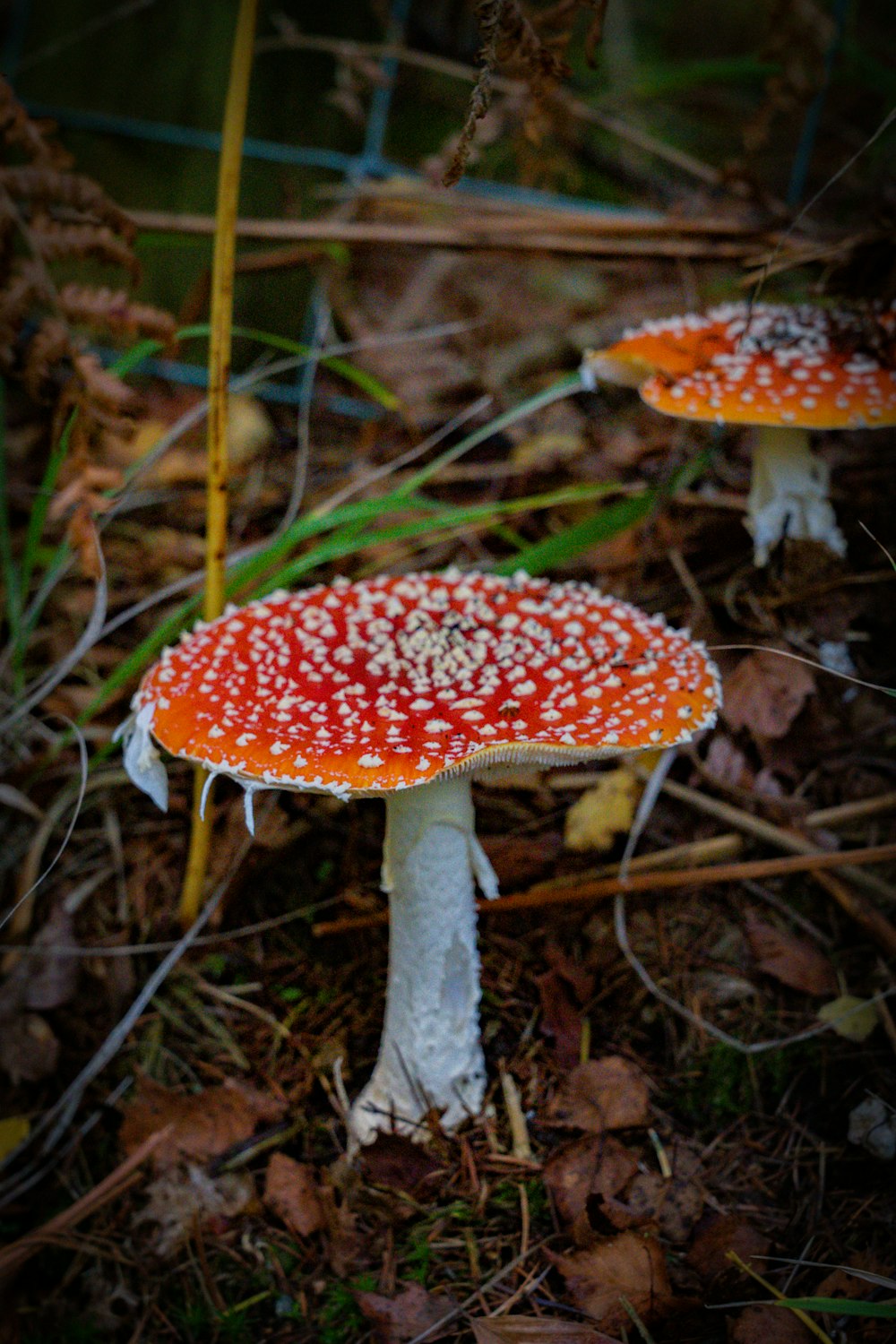 a red and white mushroom