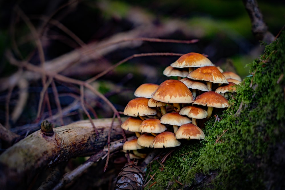 a group of mushrooms growing on a tree branch