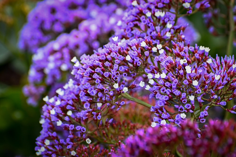 a close up of a flower