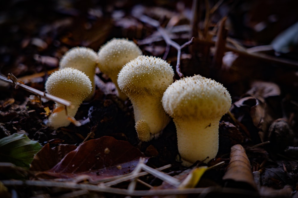 um grupo de cogumelos que crescem em uma árvore
