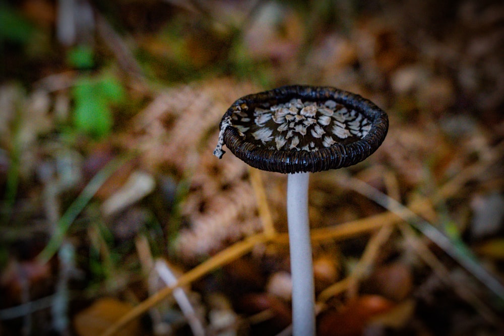 a mushroom growing in the ground