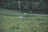 A vibrant field of wildflowers blooms with colors of red, yellow, and pink, contrasting against a backdrop of dense green trees. A robotic lawnmower is visible in the middle of the field, with power lines and a road in the distance.