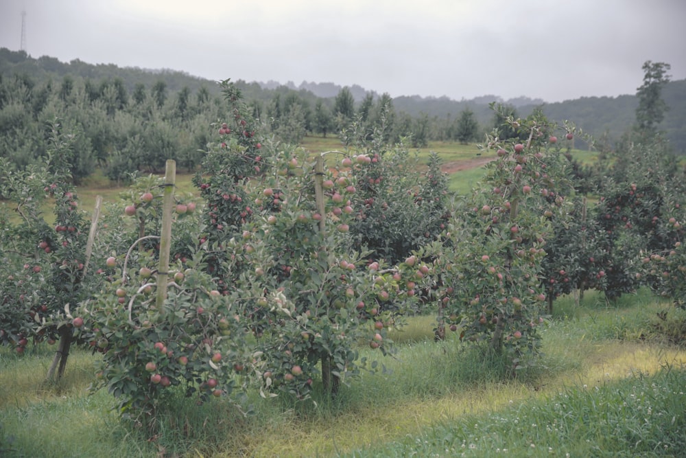 a field of grape vines