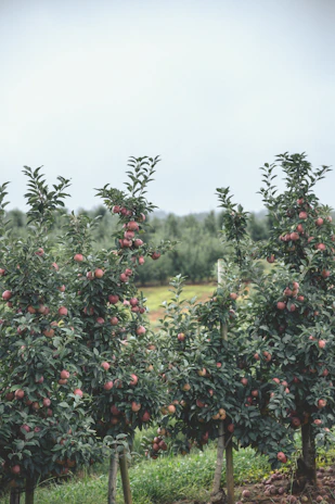 a group of trees with fruit