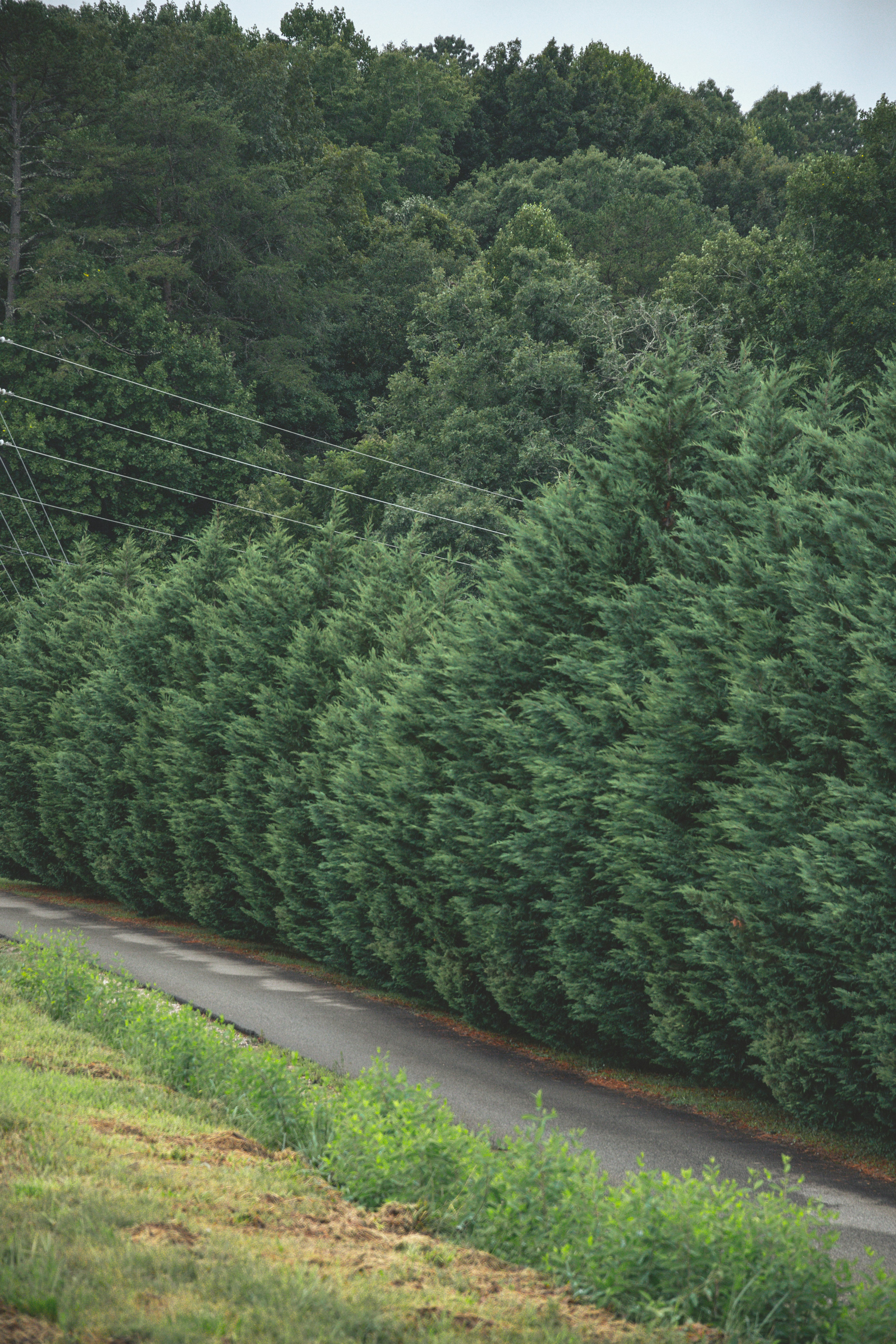 a road with trees on the side