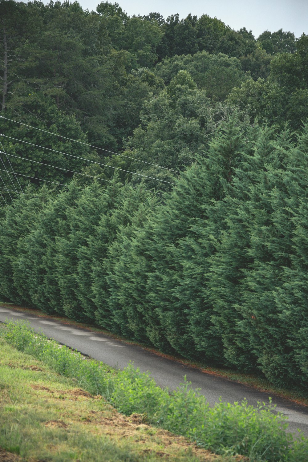 a road with trees on the side