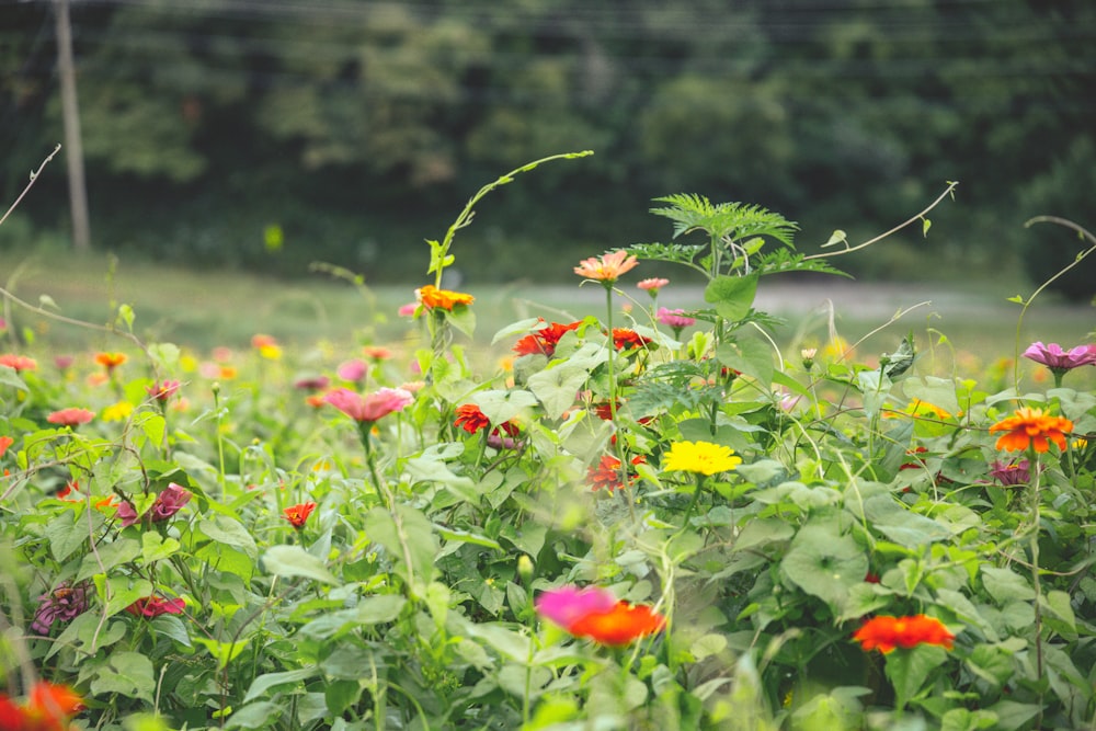 a field of flowers