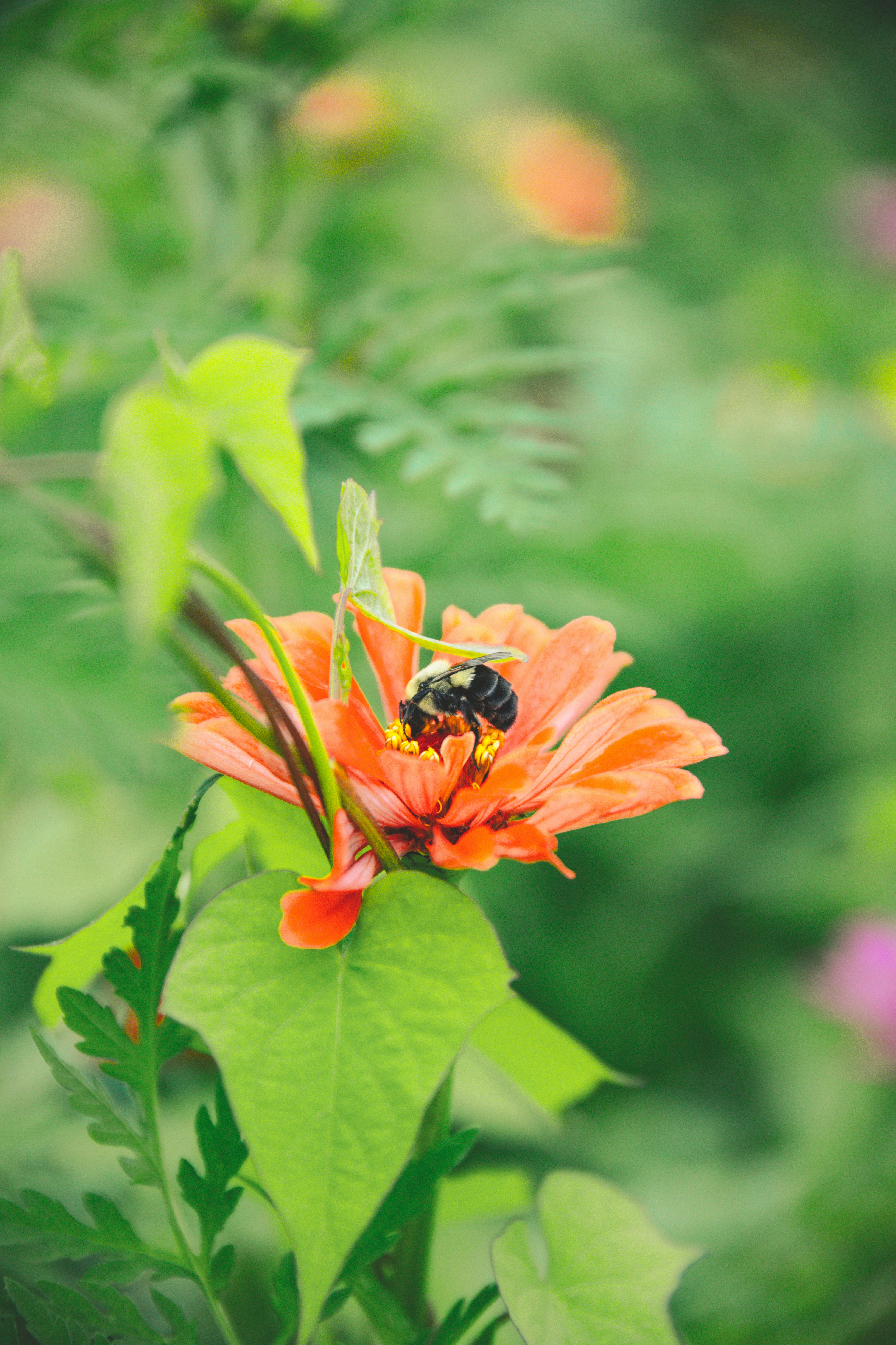 a bee on a flower