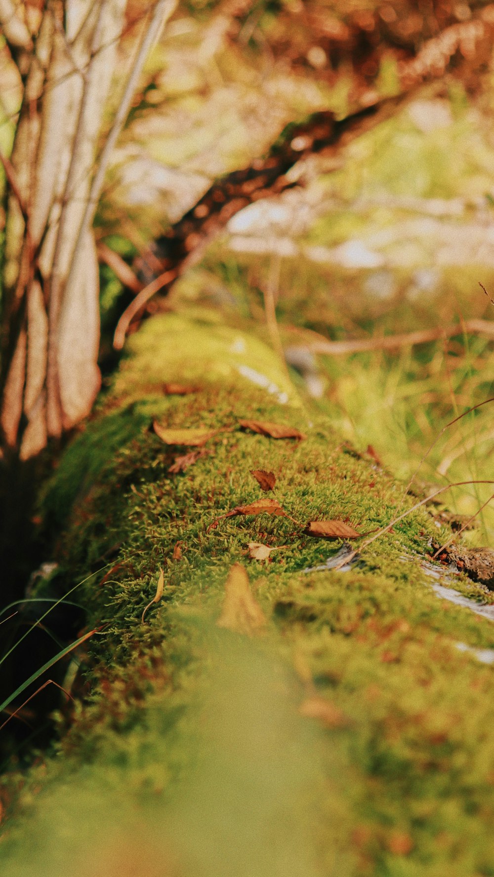 a close-up of some grass