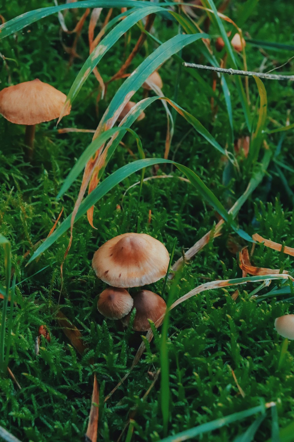 a group of mushrooms growing in the grass