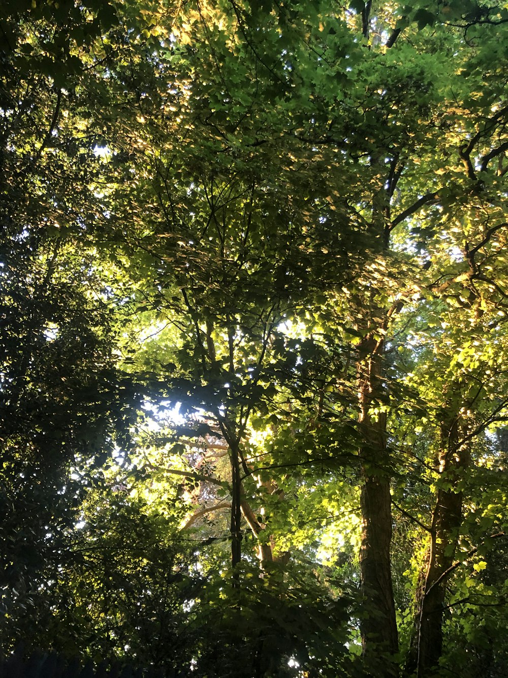 looking up at trees with green leaves