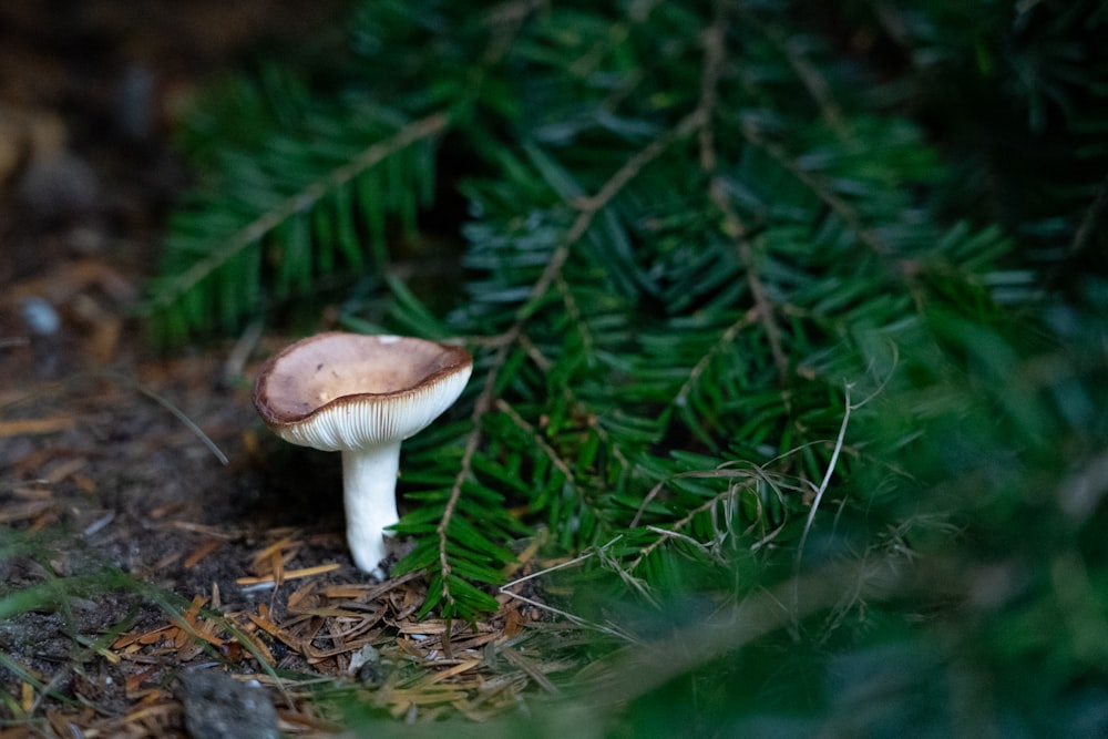 a mushroom growing in the woods