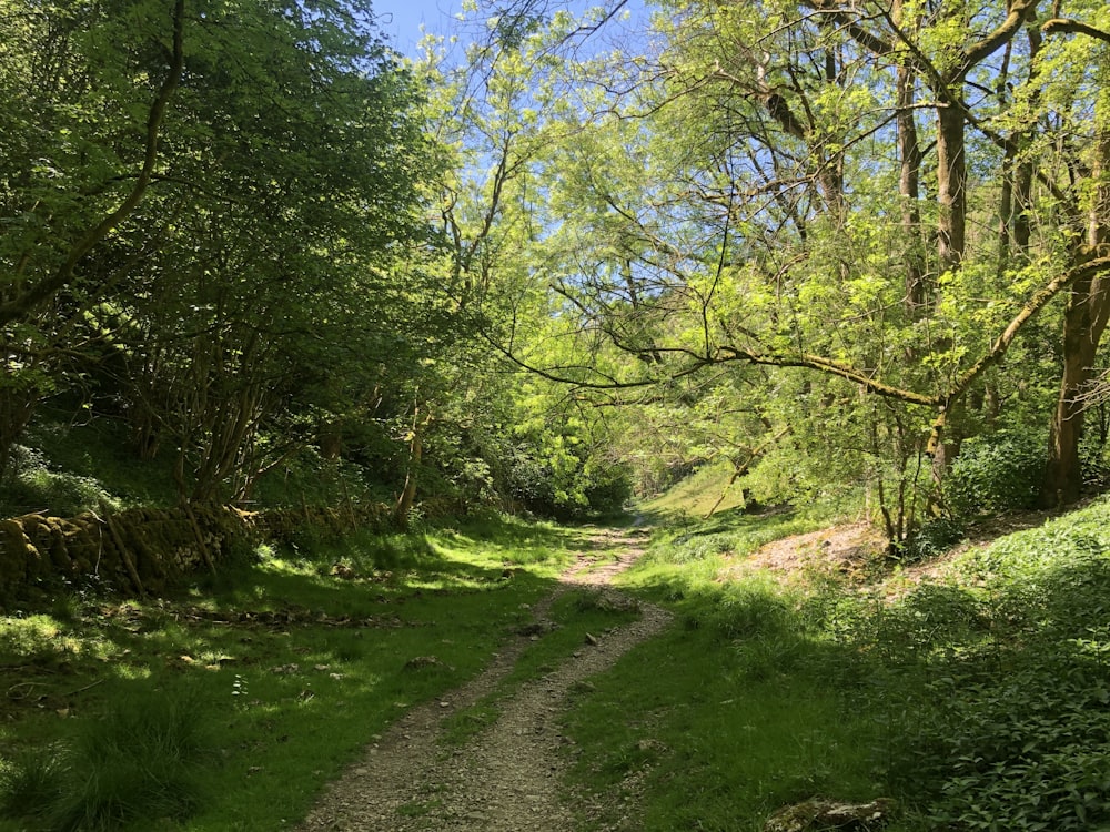 a dirt path through a forest