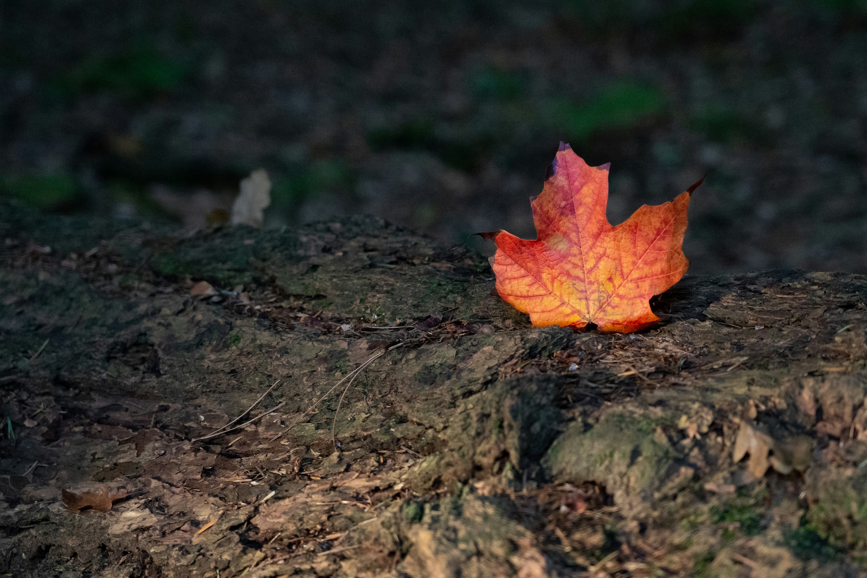 Photo by jannerboy62