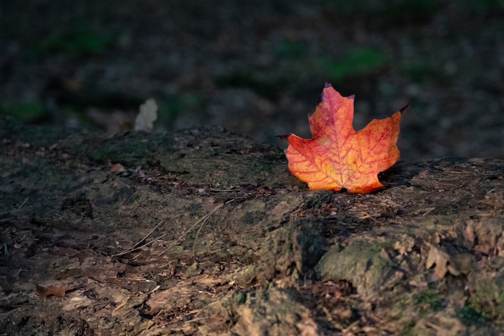 a red leaf on the ground