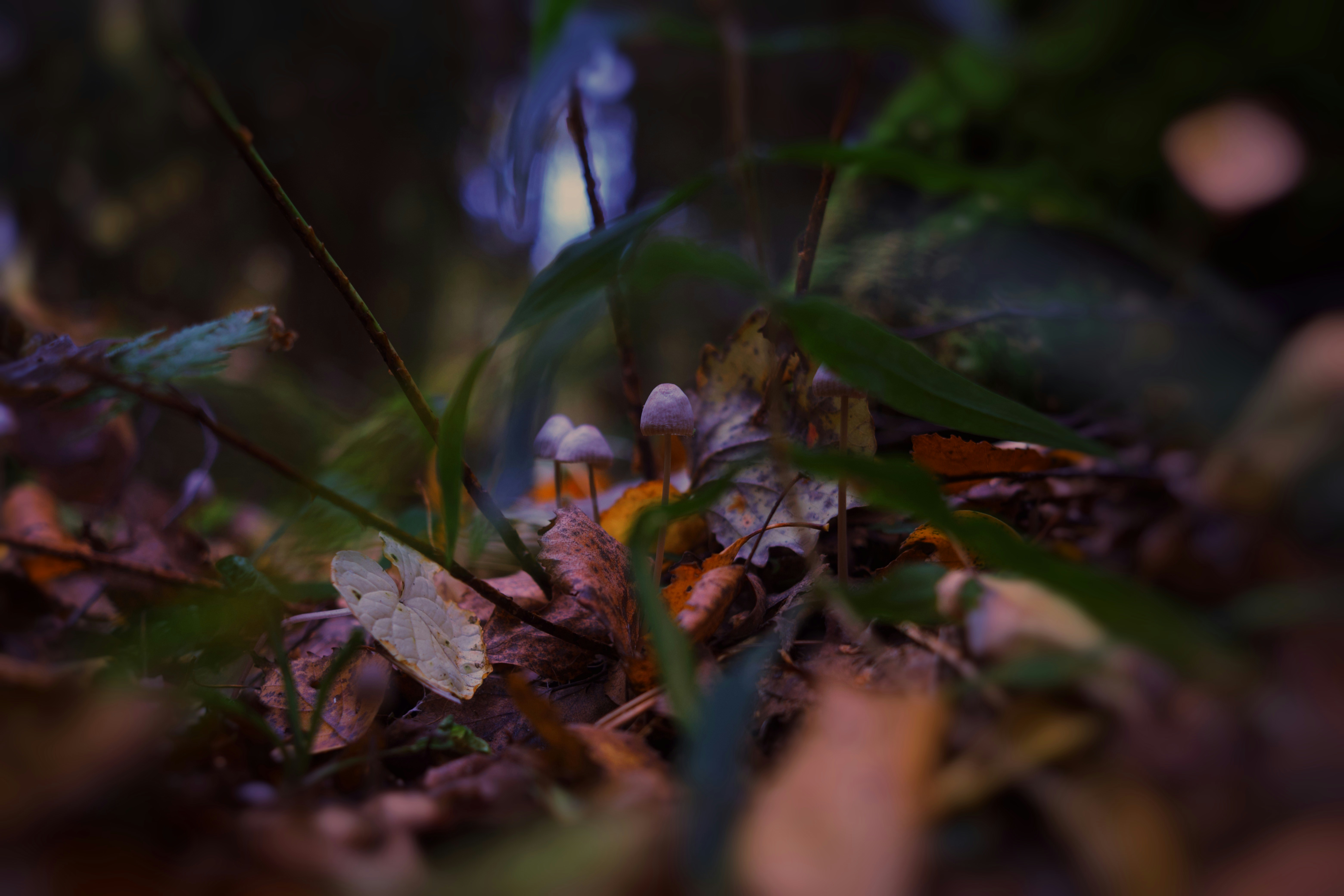 Photo by sesambrotchen