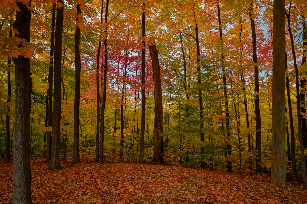 a forest of trees