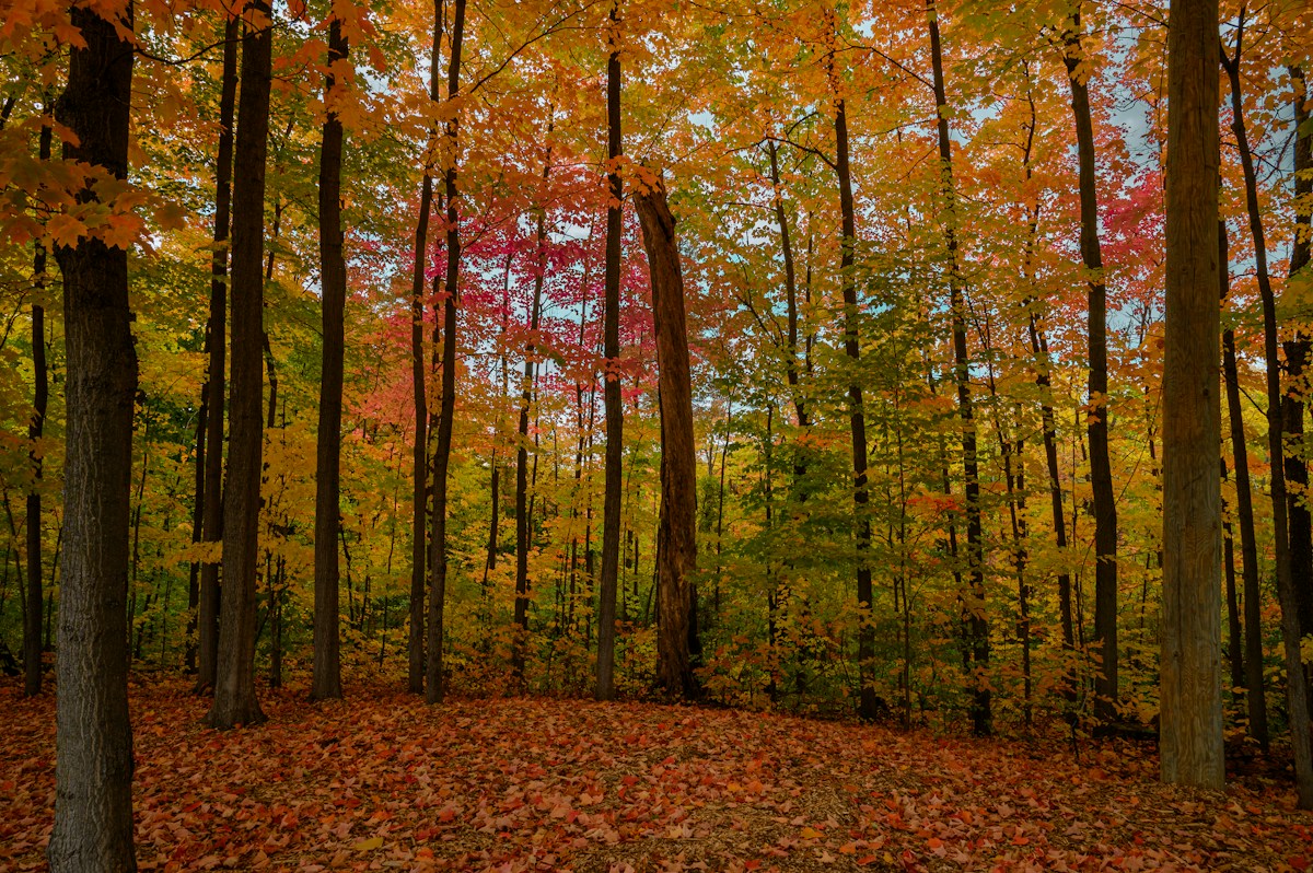 Campbellville & the Rural North, Milton