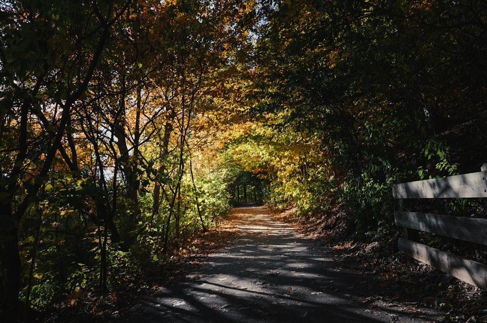 a path with trees on either side