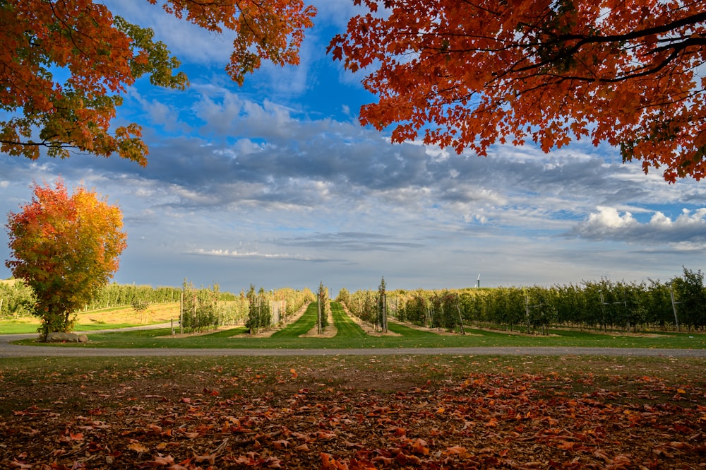 a landscape with trees and grass