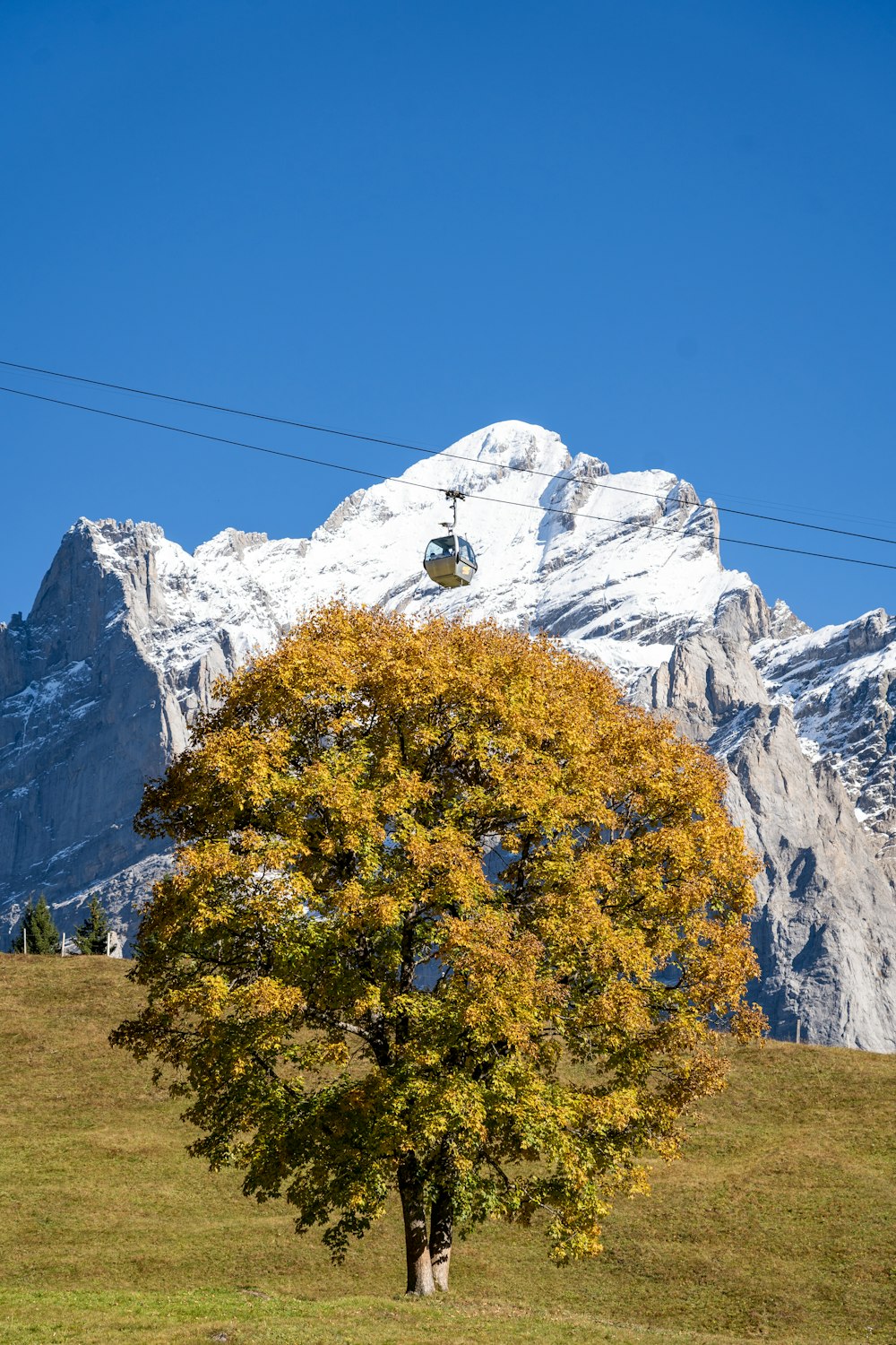 a tree with a snow covered mountain in the background