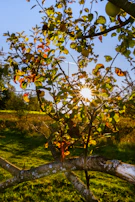 Sunlight filtering through the leaves of apple and peach trees heavy with fruit.
