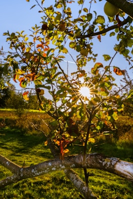 Sunlight filtering through the leaves of fruit trees at Viveros Vedo.