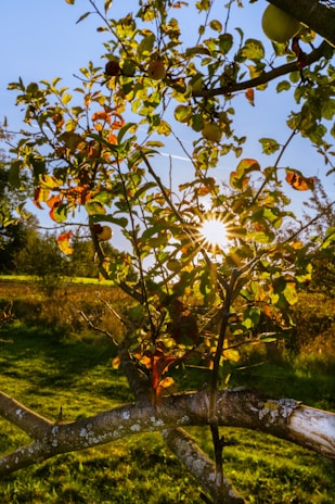 Sunlight filtering through the leaves of young fruit trees planted recently.
